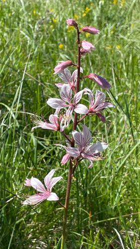 Dictamnus albus