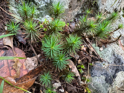 Dawsonia polytrichoides observed 2026-05-22