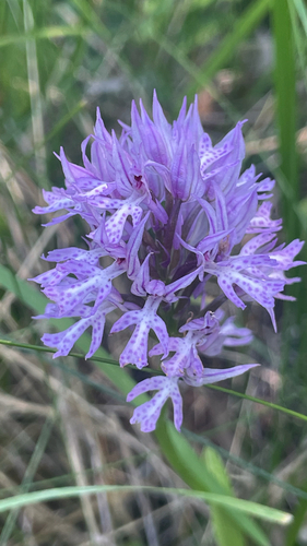 Neotinea tridentata