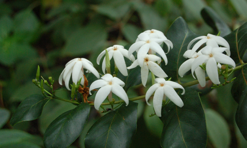Café marron (Ramosmania rodriguesii)
