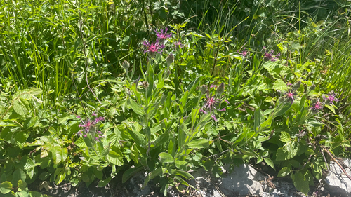 Centaurea triumfettii