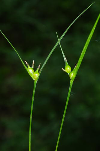 Carex jamesii, photograph 3