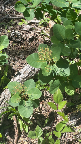 Cotinus coggygria