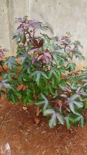 Bellyache Bush