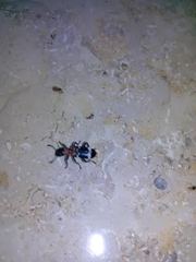 Thanasimus formicarius