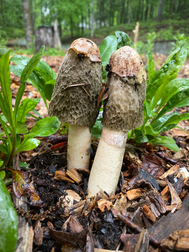 Ravenel'S Stinkhorn
