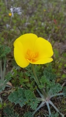 Eschscholzia californica maritima