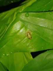 Eleutherodactylus cochranae