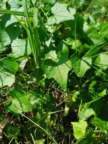 Zehneria scabra, photograph 4