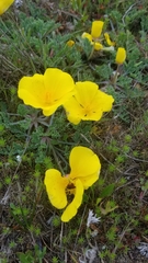 Eschscholzia californica maritima