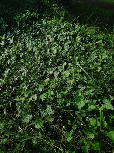 Zehneria scabra, photograph 6