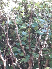 Cyanoramphus auriceps