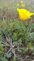 Eschscholzia californica maritima