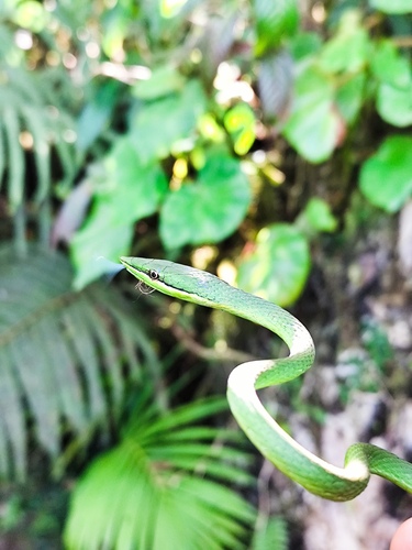 Pointed Snake