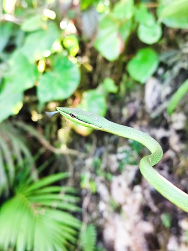 Pointed Snake