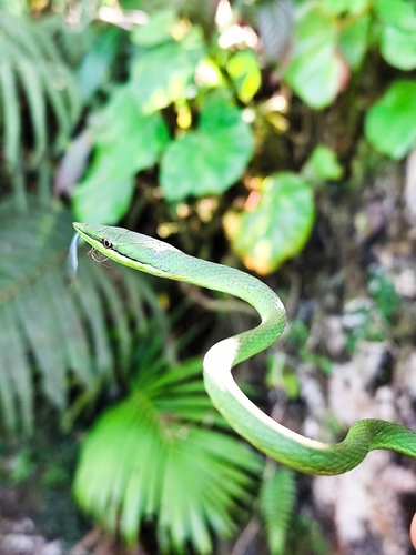 Pointed Snake