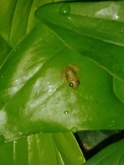 Eleutherodactylus cochranae