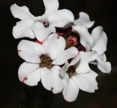 Adenandra obtusata