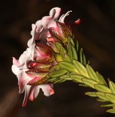 Adenandra obtusata