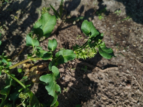 Rumex spinosus, photograph 6