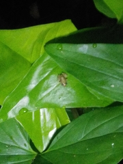 Eleutherodactylus cochranae