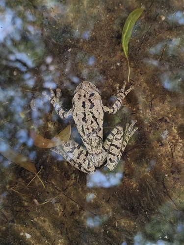 Dominican Treefrog, Osteopilus dominicensis