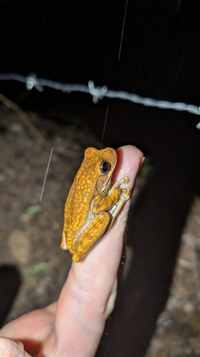 Lower Andes Tree Frog