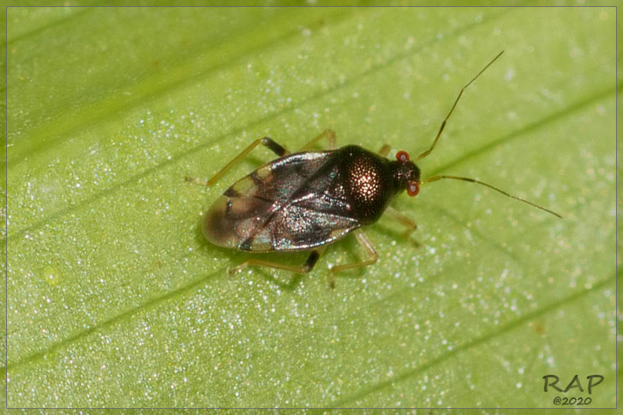Pycnoderes sixeonotoides