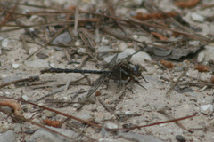 Phanogomphus lividus