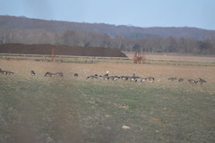 Anser caerulescens caerulescens