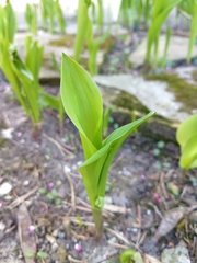 Convallaria majalis