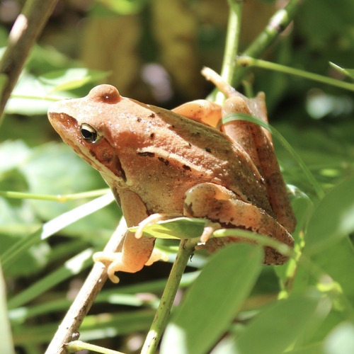Agile Frog