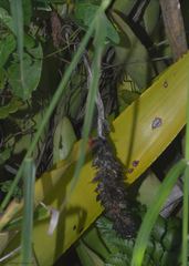 Aechmea comata