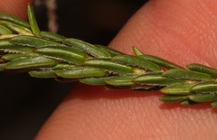 Erica excavata