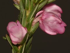 Erica excavata