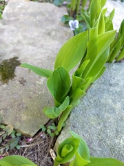 Convallaria majalis