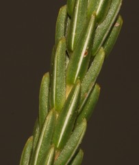 Erica excavata