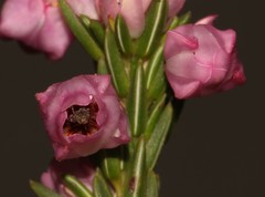 Erica excavata