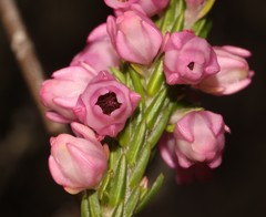 Erica excavata