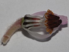 Erica excavata