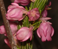 Erica excavata