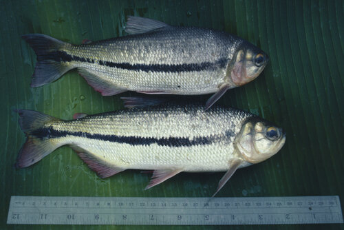 White's tetra (Brycon whitei) — Bryconidae