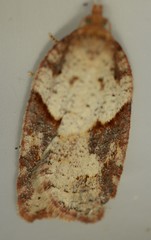 Acleris maccana