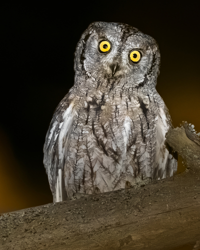 Petit-duc scops