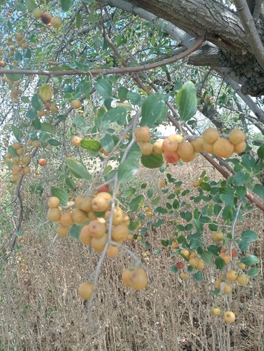 Ziziphus spina-christi, photograph 4