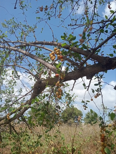 Ziziphus spina-christi, photograph 5
