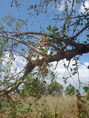 Ziziphus spina-christi, photograph (c) Miriam Sokhet, some rights reserved (CC BY)