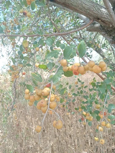 Ziziphus spina-christi, photograph 6