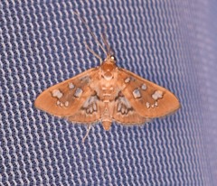 Samea baccatalis