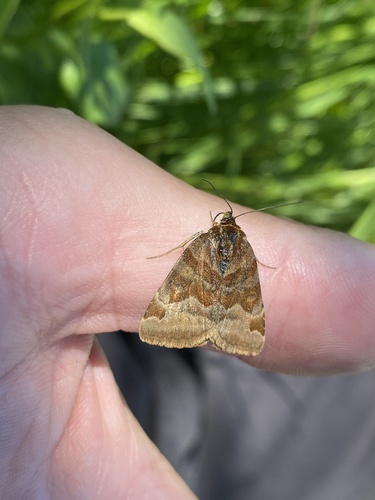 Burnet Companion